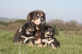 DOGUE DU TIBET 465